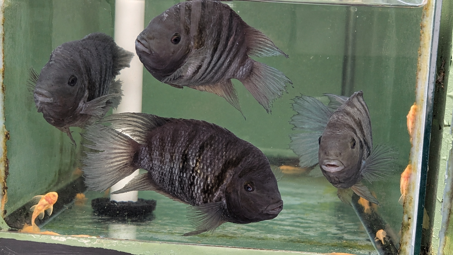 Black Convict (Amatitlania nigrofasciata)