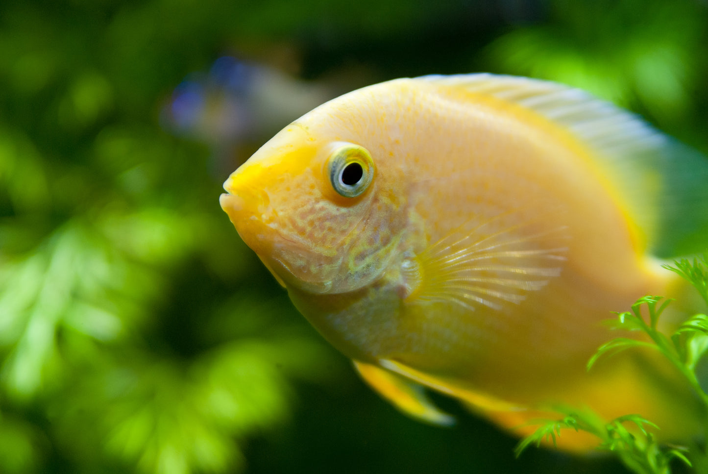 Gold Severum