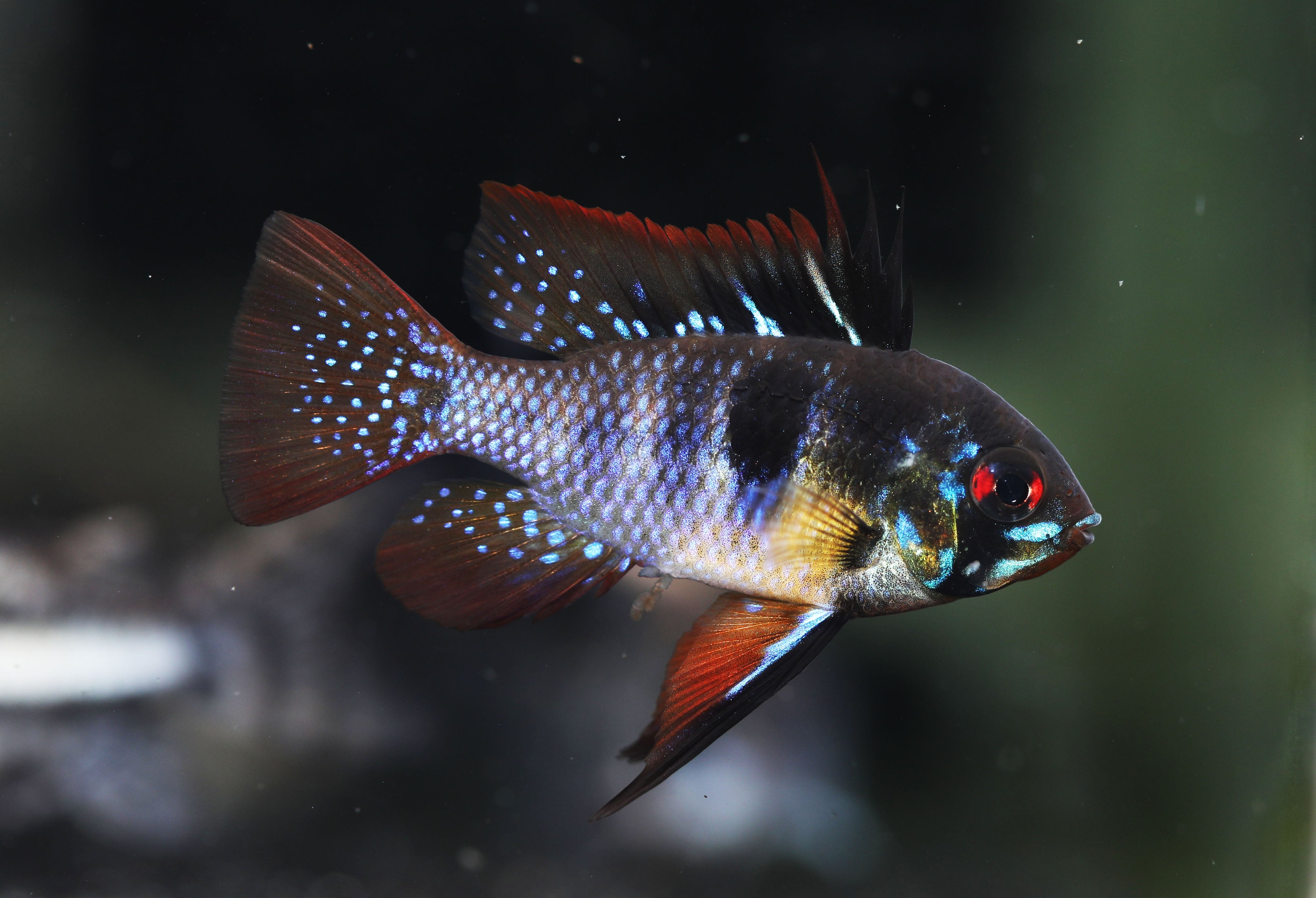 Blak R Fish Products – The Fish Farmer's Daughter